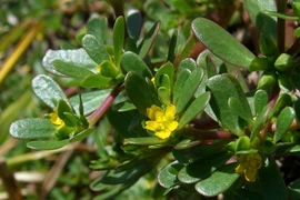 Bất ngờ rau dại ở Việt Nam, nước ngoài bán “đếm tiền mỏi tay“