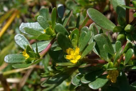 Bất ngờ rau dại ở Việt Nam, nước ngoài bán “đếm tiền mỏi tay“