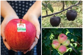 3 loại táo đắt như “kim cương”, có tiền chưa chắc mua được