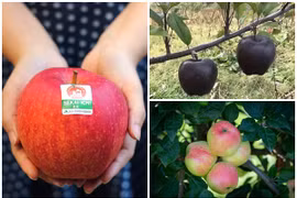 3 loại táo đắt như “kim cương”, có tiền chưa chắc mua được