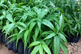 Loại cây dại làm hàng rào không ngờ là đặc sản nổi tiếng