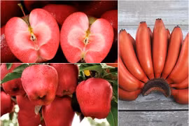 3 loại quả màu đỏ này làm quà biếu Tết thì cả năm gia chủ may mắn 