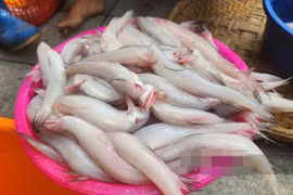 Thứ xưa cho gà ăn, nay cả triệu đồng/kg vẫn “cháy hàng“