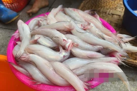 Thứ xưa cho gà ăn, nay cả triệu đồng/kg vẫn “cháy hàng“