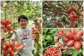 Đã mắt khu vườn trĩu quả tại quê nhà của ca sĩ Trọng Tấn