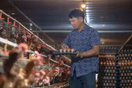 Bí mật "cỗ máy nhả vàng" giúp lão nông thu 12 tỷ/năm