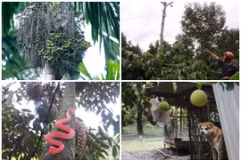 1001 kiểu chống trộm khi giá nông sản cao kỷ lục