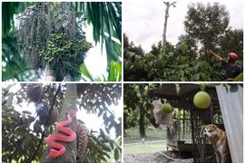 1001 kiểu chống trộm khi giá nông sản cao kỷ lục