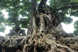 “Sững sờ” sanh cổ bằng 2 biệt thự của đại gia Hà Nội 