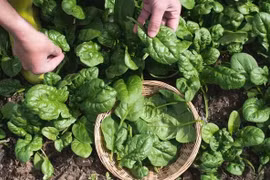 Loại rau nhìn qua tưởng cây dại nhưng được xem là thần dược 