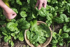 Loại rau nhìn qua tưởng cây dại nhưng được xem là thần dược 