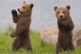 “Phát sốt” với màn biểu diễn kungfu của gấu con 