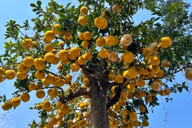 Cận cảnh cây bưởi Diễn 400 quả 200 triệu chờ đại gia đón Tết