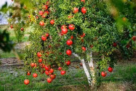 Trong nhà trồng 4 loại cây: Con cháu thành tài, đời đời hưởng phúc