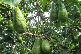 Được ăn quả bơ Việt Nam, lãnh đạo tỉnh Quảng Đông thích thú 