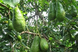 Được ăn quả bơ Việt Nam, lãnh đạo tỉnh Quảng Đông thích thú 