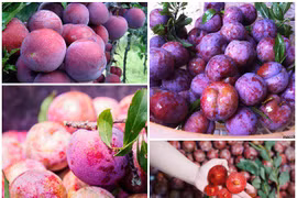 Đây là các các loại mận ngon bậc nhất Việt Nam