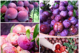 Đây là các các loại mận ngon bậc nhất Việt Nam