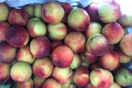 Sự thật ngã ngửa về xuất xứ đào Sa Pa giá siêu rẻ, bán đầy đường