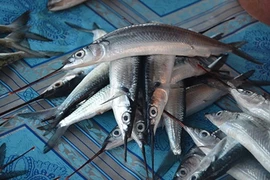 Nhận diện “đặc sản” cá lìm kìm thương lái đang ồ ạt gom mua