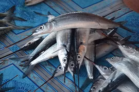 Nhận diện “đặc sản” cá lìm kìm thương lái đang ồ ạt gom mua