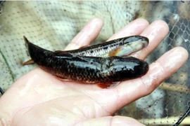 Loài cá quý như nhân sâm muốn bắt phải dùng cách độc nhất vô nhị 