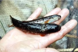 Loài cá quý như nhân sâm muốn bắt phải dùng cách độc nhất vô nhị 