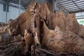 Gốc cây 30 tỷ đại gia vác “bao tải tiền” cũng không mua được 