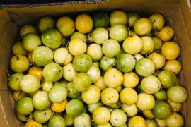 Đắt gấp nhiều lần loại thường, vì sao chanh leo ngọt Sơn La vẫn hút khách?