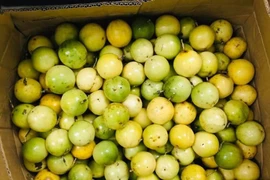 Đắt gấp nhiều lần loại thường, vì sao chanh leo ngọt Sơn La vẫn hút khách?