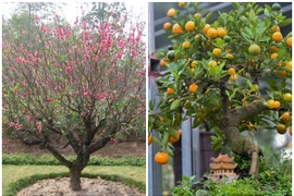 Trồng và chăm sóc đào, quất cảnh sao để năm sau vẫn chơi được?