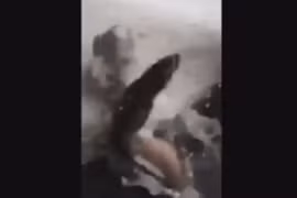 Đang quay clip 2 chú mèo vồ cá, người phụ nữ hét toáng 