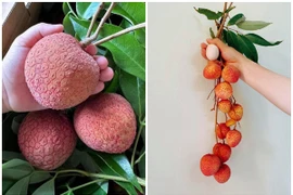 Tận mục giống vải “khổng lồ” hơn 200.000 đồng/kg vẫn cháy hàng