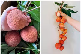 Tận mục giống vải “khổng lồ” hơn 200.000 đồng/kg vẫn cháy hàng