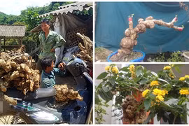 Gốc cây ngũ sắc thương lái lùng mua có gì đặc biệt?