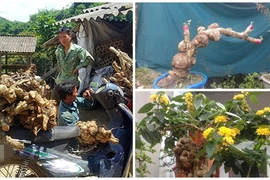 Gốc cây ngũ sắc thương lái lùng mua có gì đặc biệt?