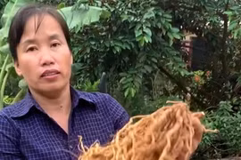 Trồng ba kích bổ thận tráng dương, chị nông dân Vĩnh Phúc giàu to 