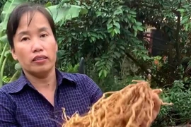 Trồng ba kích bổ thận tráng dương, chị nông dân Vĩnh Phúc giàu to 