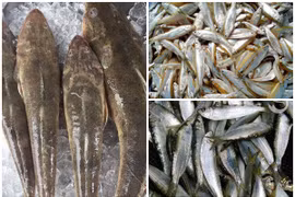 3 loại cá trước “rẻ như cho” nay dân phố tranh nhau mua