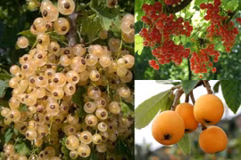 3 quả dại nước ngoài “cho không đắt” về Việt Nam giá "trên trời"