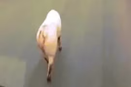 Video: Lợn gây tắc đường vì dáng đi “gợi cảm” 