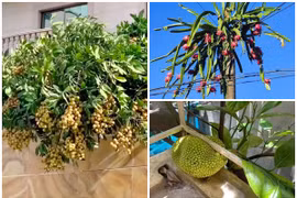 “Cười vỡ bụng” kiểu cây trĩu quả nhưng mọc ở vị trí cực hiểm 