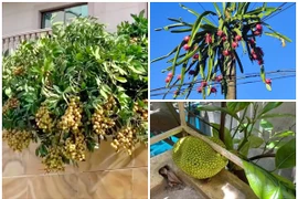 “Cười vỡ bụng” kiểu cây trĩu quả nhưng mọc ở vị trí cực hiểm 