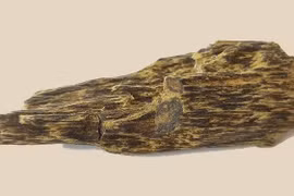 Xuýt xoa loại gỗ 50 tỷ/kg, đại gia 'cáp vàng' không mua nổi