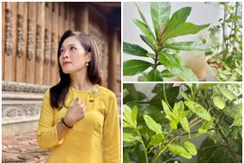 Ngắm khu vườn lộc non xanh mơn mởn của MC VTV Hoàng Trang