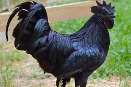 Tận mục giống gà quý tộc nghìn USD khiến đại gia “si mê” 