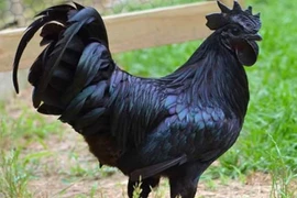 Tận mục giống gà quý tộc nghìn USD khiến đại gia “si mê” 