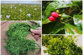 Ngã ngửa 6 loại rau đặc sản mọc hoang giá đắt hơn thịt