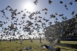 Mục sở thị giống bồ câu đua có giá hàng chục tỷ đồng