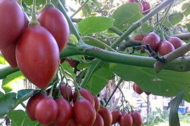 Những giống cà chua ngoại gây sốt thị trường Việt